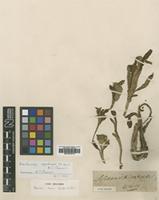 Type of Morina nana Wall. ex DC. [family MORINACEAE]