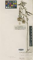 Type of Achillea sibirica Heimerl ssp. subcartilaginea [family ASTERACEAE]