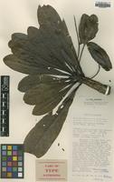 Type of Terminalia archipelagi Coode [family COMBRETACEAE]