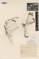 Type of Graphandra procumbens Imlay [family ACANTHACEAE]