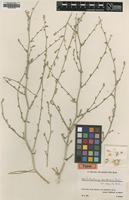 Type of Anthochlamys multinervis Aellen var. polyantha [family CHENOPODIACEAE]
