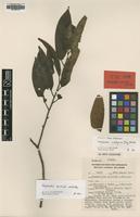 Isotype of Horsfieldia disticha W.J.de Wilde [family MYRISTICACEAE]