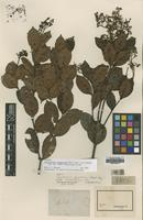 Isotype of Forsteronia guyanensis Müll.Arg. [family APOCYNACEAE]