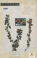 Type of Rochefortia acrantha Urb. [family BORAGINACEAE]