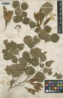 Type of Dalbergia sissoo Roxb. [family LEGUMINOSAE]