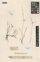 Type of Kyllinga brevifolia Rottb. [family CYPERACEAE]