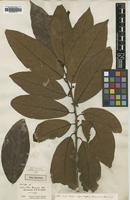 Holotype of Tetranthera ferruginea R.Br. [family LAURACEAE]