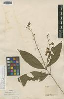 Isolectotype of Petrea aspera Turcz. [family VERBENACEAE]
