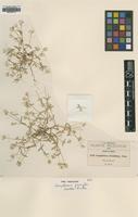 Type of Gomphrena pringlei Coulter & Fisher [family AMARANTHACEAE]