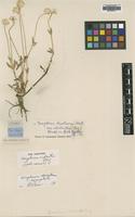 Type of Gomphrena rodantha Moq. [family AMARANTHACEAE]
