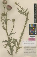 Isotype of Carduus transcaspicus Kazmi ssp. macrocephalus [family ASTERACEAE]
