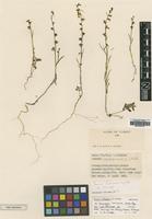 Type of Linaria chalepensis P.H.Davis var. brevicalyx [family SCROPHULARIACEAE]