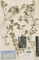 Holotype of Rhagodia hastata R.Br. [family CHENOPODIACEAE]