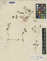 Holotype of Chenopodium triandrum G.Forst. [family CHENOPODIACEAE]