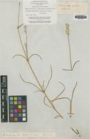 Type of Philoxerus conicus R.Br. [family AMARANTHACEAE]
