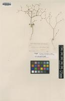 Isotype of Eriogonum delicatulum S.Watson [family POLYGONACEAE]