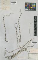 Type of Galium virgatum Nutt. [family RUBIACEAE]