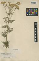 Type of Achillea bannatica Waldst . & Kit. [family ASTERACEAE]
