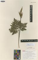 Paratype of Sceptridium atrovirens Sahashi [family OPHIOGLOSSACEAE]