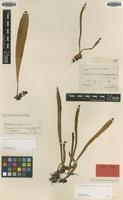 Type of Cyclophorus madagascariensis C.Chr. [family POLYPODIACEAE]