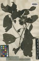 Type of Coffea sambucina G.Forst. [family RUBIACEAE]