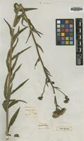 Type of Hieracium macranthum Nutt. [family ASTERACEAE]