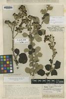 Lectotype of Rubus crippsii E.D.Clarke [family ROSACEAE]