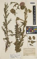 Type of Carduus vivariensis (Willk.) Kazmi ssp. assoi [family ASTERACEAE]