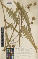 Type of Cirsium x arisitense Coste & Soulie [family ASTERACEAE]