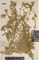 Type of Centaurea todari Lacaita [family ASTERACEAE]