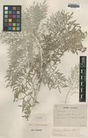 Type of Centaurea ucriae Lacaita [family ASTERACEAE]