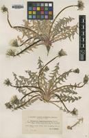 Type of Taraxacum angustisquameum Dahlst. [family ASTERACEAE]