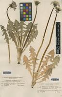 Type of Taraxacum croceiflorum Dahlst. [family ASTERACEAE]