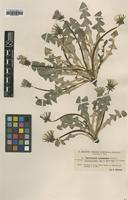 Type of Taraxacum cyanolepis Dahlst. [family ASTERACEAE]