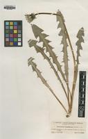 Type of Taraxacum hamiferum Dahlst. [family ASTERACEAE]