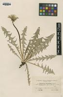 Type of Taraxacum macrolobum Dahlst. [family ASTERACEAE]