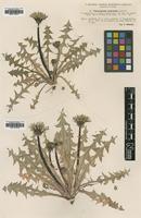 Type of Taraxacum mimulum Dahlst. [family ASTERACEAE]