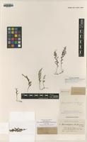 Isotype of Hymenophyllum riukiuense H.Christ [family HYMENOPHYLLACEAE]