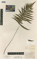 Isotype of Dryopteris castanea Tagawa [family DRYOPTERIDACEAE]