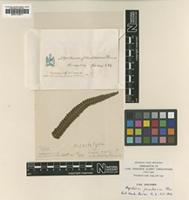 Isolectotype of Aspidium jaculosum Christ [family DRYOPTERIDACEAE]