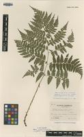 Isotype of Athyrium crenatum Tagawa var. glabrum [family WOODSIACEAE]
