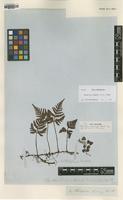 Isotype of Davallia cumingii Hook. [family DAVALLIACEAE]