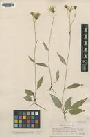 Type of Hieracium vulgatum Lindeb. var. amphibolum [family ASTERACEAE]