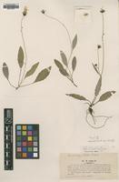 Type of Hieracium caesium Lindeb. var. angustatum [family ASTERACEAE]