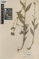 Type of Hieracium prenanthoides (Dahlst.) Zahn ssp. subelatum [family ASTERACEAE]