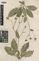Type of Hieracium fouresii Sudre [family ASTERACEAE]