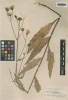Type of Hieracium sparsifolium Dahlst. ssp. placerophyllum [family ASTERACEAE]