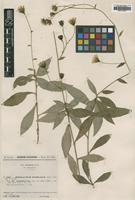 Type of Hieracium virgultorum Sudre var. gracilentum [family ASTERACEAE]