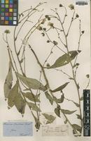 Type of Hieracium christeneri Favrat [family UNKNOWN]
