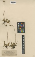 Filed as Hieracium hypeuryum Nägeli & Peter ssp. hypeuryum [family ASTERACEAE]